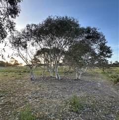 Eucalyptus pauciflora subsp. pauciflora (White Sally, Snow Gum) at Aranda, ACT - 2 Nov 2024 by lbradley