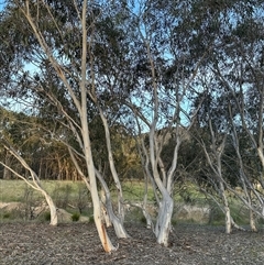 Eucalyptus pauciflora subsp. pauciflora at Aranda, ACT - 2 Nov 2024