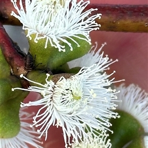 Eucalyptus pauciflora subsp. pauciflora at Aranda, ACT - 2 Nov 2024 07:09 PM