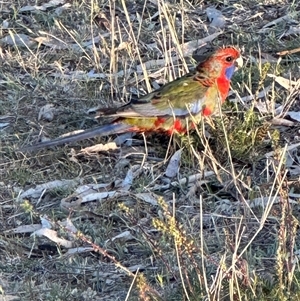 Platycercus elegans at Aranda, ACT - 2 Nov 2024 07:00 PM