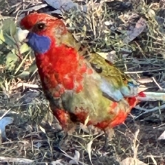 Platycercus elegans at Aranda, ACT - 2 Nov 2024 07:00 PM