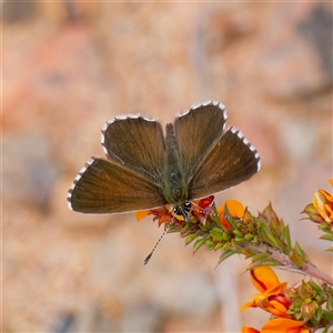 Neolucia agricola at Bruce, ACT - 2 Nov 2024