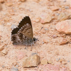 Neolucia agricola at Bruce, ACT - 2 Nov 2024 01:44 PM