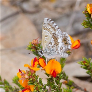 Neolucia agricola at Bruce, ACT - 2 Nov 2024 01:44 PM