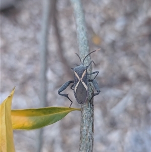 Mictis profana at Chesney Vale, VIC - 2 Nov 2024 07:54 PM