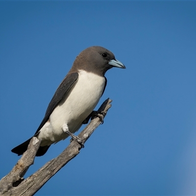 Artamus leucorynchus (White-breasted Woodswallow) at Kinka Beach, QLD - 27 Oct 2024 by trevsci