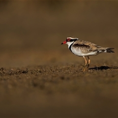 Charadrius melanops at Kinka Beach, QLD - 26 Oct 2024 by trevsci