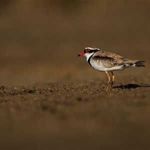 Charadrius melanops at Kinka Beach, QLD - 27 Oct 2024