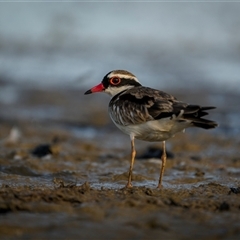 Charadrius melanops at Kinka Beach, QLD - 27 Oct 2024 07:08 AM