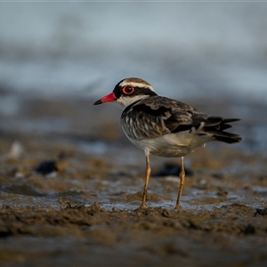 Charadrius melanops at Kinka Beach, QLD - 27 Oct 2024 07:08 AM