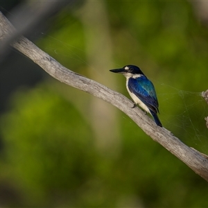 Todiramphus macleayii at Kinka Beach, QLD by trevsci