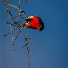 Dicaeum hirundinaceum (Mistletoebird) at Kinka Beach, QLD - 27 Oct 2024 by trevsci