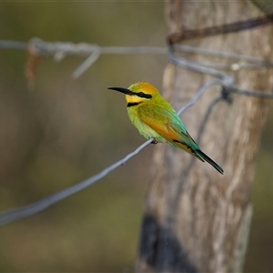 Merops ornatus at Kinka Beach, QLD by trevsci