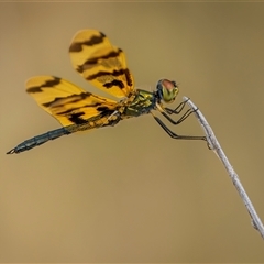 Rhyothemis graphiptera at Emu Park, QLD - 26 Oct 2024 by trevsci