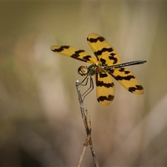 Rhyothemis graphiptera at Emu Park, QLD - 27 Oct 2024 07:32 AM