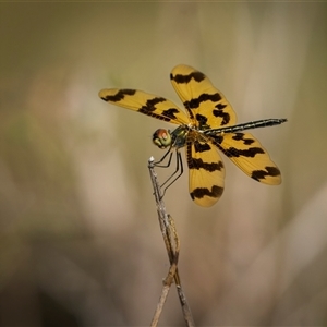 Rhyothemis graphiptera at Emu Park, QLD - 27 Oct 2024