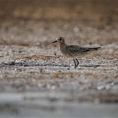 Pluvialis fulva (Pacific Golden Plover) at Emu Park, QLD - 27 Oct 2024 by trevsci