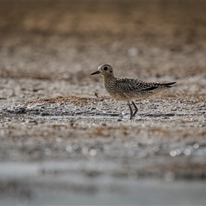 Pluvialis fulva at Emu Park, QLD by trevsci