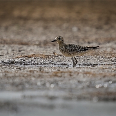 Pluvialis fulva (Pacific Golden Plover) at Emu Park, QLD - 27 Oct 2024 by trevsci