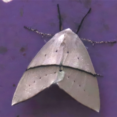 Gastrophora henricaria (Fallen-bark Looper, Beautiful Leaf Moth) at Paddys River, ACT - 2 Nov 2024 by JohnBundock