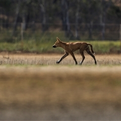 Canis lupus (Dingo / Wild Dog) at Emu Park, QLD - 27 Oct 2024 by trevsci