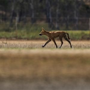 Canis lupus at Emu Park, QLD - 27 Oct 2024