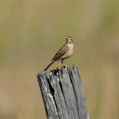 Anthus australis (Australian Pipit) at Kinka Beach, QLD - 27 Oct 2024 by trevsci