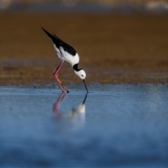 Himantopus leucocephalus (Pied Stilt) at Emu Park, QLD - 27 Oct 2024 by trevsci