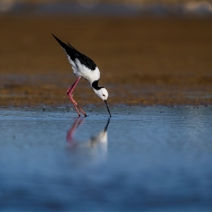 Himantopus leucocephalus at Emu Park, QLD by trevsci