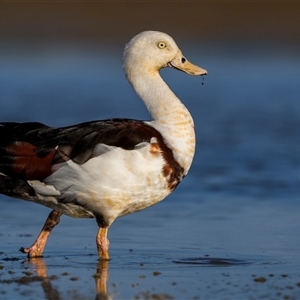 Radjah radjah (Radjah Shelduck) at Emu Park, QLD by trevsci