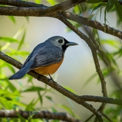 Monarcha melanopsis (Black-faced Monarch) at Mongarlowe, NSW - 13 Oct 2024 by trevsci