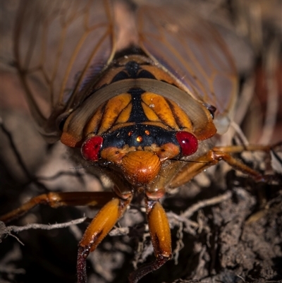 Cyclochila australasiae (Greengrocer, Yellow Monday, Masked devil) at Northangera, NSW - 13 Oct 2024 by trevsci