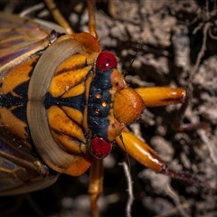 Cyclochila australasiae at Northangera, NSW - 13 Oct 2024 11:37 AM