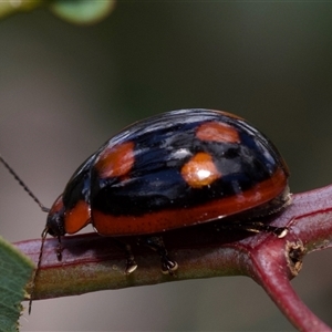 Paropsisterna beata at Murrumbateman, NSW - 2 Nov 2024 08:50 PM