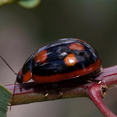 Paropsisterna beata (Blessed Leaf Beetle) at Murrumbateman, NSW - 2 Nov 2024 by amiessmacro