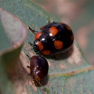 Paropsisterna beata at Murrumbateman, NSW - 2 Nov 2024 08:50 PM