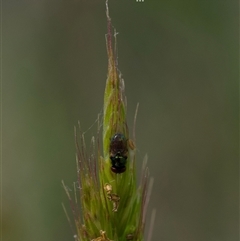 Lamprolonchaea brouniana (Metallic green tomato fly) at Murrumbateman, NSW - 2 Nov 2024 by amiessmacro