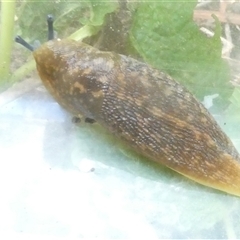 Limacus flavus (Yellow Cellar Slug) at Belconnen, ACT - 2 Nov 2024 by JohnGiacon