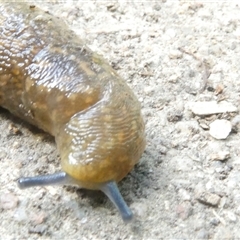 Limacus flavus at Belconnen, ACT - 2 Nov 2024