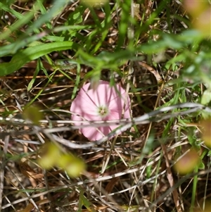 Convolvulus angustissimus at Murrumbateman, NSW - 2 Nov 2024