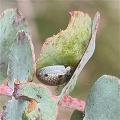 Paropsisterna m-fuscum at Bungendore, NSW - suppressed