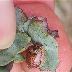 Paropsisterna m-fuscum at Bungendore, NSW - suppressed