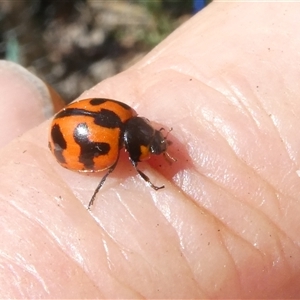 Coccinella transversalis at Belconnen, ACT - 2 Nov 2024