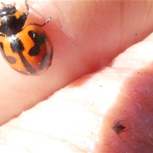 Coccinella transversalis at Belconnen, ACT - 2 Nov 2024