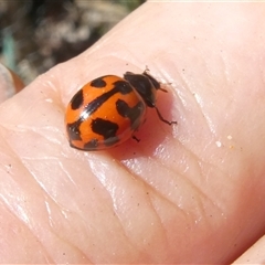 Coccinella transversalis at Belconnen, ACT - 2 Nov 2024