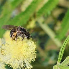 Unidentified Bee (Hymenoptera, Apiformes) at Wodonga, VIC - 26 Oct 2024 by KylieWaldon