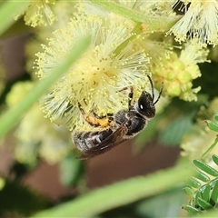 Unidentified Bee (Hymenoptera, Apiformes) at Wodonga, VIC - 26 Oct 2024 by KylieWaldon