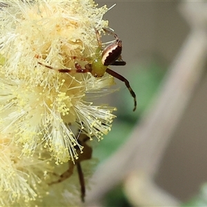 Unidentified Other hunting spider at Wodonga, VIC by KylieWaldon