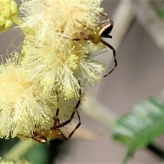 Australomisidia pilula at Wodonga, VIC - 27 Oct 2024 08:41 AM
