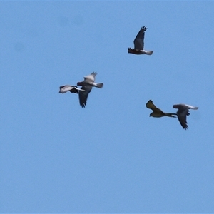 Accipiter fasciatus at Wodonga, VIC - 27 Oct 2024